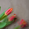 Fine fresh red tulips behind glass with rain drops. Bouquet for loved ones all occasions. Flower nature bright Royalty Free Stock Photo