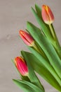Fine fresh red tulips. Bouquet for loved ones all occasions. Flower nature bright background. Concept of vivid moments Royalty Free Stock Photo