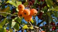 He fine Golden ripe apples hanging on the branch in the sun Royalty Free Stock Photo