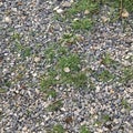 Fine gravel gravel overgrown with green grass. Abstract textural background. Royalty Free Stock Photo