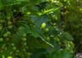 A fine green photo of green branch with green young fresh gooseberry leaves with green berries on a beautiful blurred green backgr Royalty Free Stock Photo