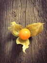 Fine grown physalis Royalty Free Stock Photo