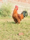 A fine healthy rooster in red colour