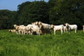 Fine Herd of Charolais Cattle
