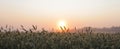 Fine light fog and sunrise over the cornfield