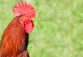 Fine looking rooster portrait Royalty Free Stock Photo