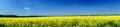 Fine panorama of rapefield and blue sky. Royalty Free Stock Photo