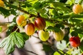 Fine photo of a green branch with green and young fresh gooseberry leaves with green and red berries is on a beautiful blurred