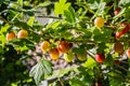 Fine photo of a green branch with green and young fresh gooseberry leaves with green and red berries is on a beautiful blurred Royalty Free Stock Photo