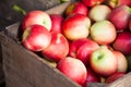 Fine ripe apples