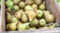 Fine ripe pears