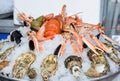 Fine selection of crustacean for dinner. Lobster, crab and jumbo shrimps and oysters Royalty Free Stock Photo