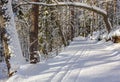 A fine ski run on white fresh snow near birches and pines in the winter forest Royalty Free Stock Photo