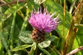 A Fine specimen of Lesser Knapweed - Centaurea Nigra