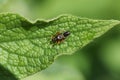 A Fine Streaked Bugkin nymph, Miris striatus, on a Comfrey leaf. Royalty Free Stock Photo