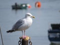 Herring Gull at Borth y Gest near Porthmadog, North Wales Royalty Free Stock Photo