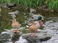 Mallards on thr River Tame at Sandwell Valley