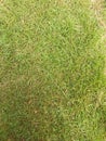 The fine texture of zoysia grass makes it a great option for gardens and parks Royalty Free Stock Photo