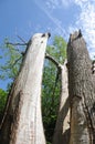 Fine textured detail of tree bark showing trunk of dead tree. Set in natural forest enviroment