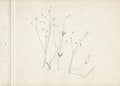 Fine vintage floral herbarium. Scan of a composition composed of flat dry wild flowers with thin stems on white paper. Pressed and