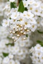 Fine white flowers Royalty Free Stock Photo