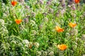 Fine white flowers Alissum and poppies set Royalty Free Stock Photo