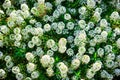 Fine white flowers Alissum set Royalty Free Stock Photo