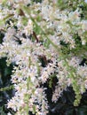 Fine White Flowers Royalty Free Stock Photo