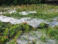 Spiderwebs on yew hedge Royalty Free Stock Photo