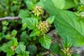 Clinopodium gracile