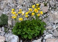 Fine yellow mountain wildflower. Doronicum - Leopard's Bane Royalty Free Stock Photo