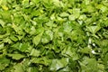 Finely chopped fresh green parsley closeup