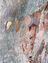 Abstract Eucalyptus Tree Bark Pattern