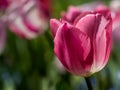 Fineness Tulip