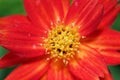 Decorate botany Coreopsis flower at marco range wallpaper detail abstract