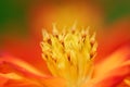 Decorate botany Coreopsis flower at marco range wallpaper detail abstract