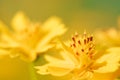 Decorate botany Coreopsis flower wallpaper detail abstract