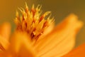 Decorate botany Coreopsis flower wallpaper detail abstract