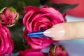 Finger with long artificial blue french manicured nails and rose flowers Royalty Free Stock Photo