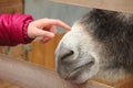Finger caressing muzzle donkey