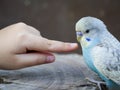 Finger of child point to the budgie bird