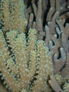 Finger Coral