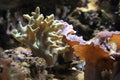 Finger coral closeup