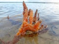 finger coral reef on the beach in orange color