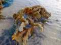 finger coral reef on the beach in orange color