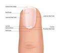 Finger Detailed nail anatomy on a white background. Fingernail vector.