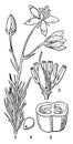 Finger, Flower, pistil, stamens, ovary, seed, Pittosporum, Undulatum, embryo vintage illustration