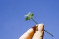 Finger holding a clover