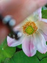 Finger holding rosary with pink lotus flower background and green leaves, looks unique Royalty Free Stock Photo