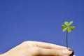 Finger holiding a clover in sky background